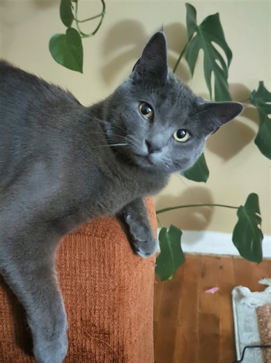 Creative Ways to Address Cat Food Theft