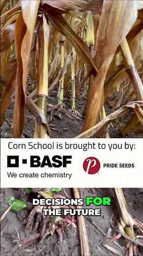 Corn Rootworm: Managing Resistance and Boosting Yields #shorts