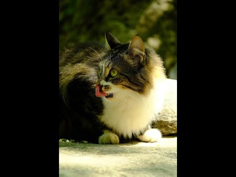 Unlocking the Secrets: How Cats Navigate Like Pros! 🐾