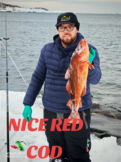 me first ever cod caught in Norway second cast of the trip nice red COD #fyypppppppppp #seafishing #norway #wintercod #fyp