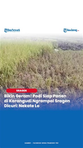 Padi Siap Panen Dicuri di Karangudi Ngrampal Sragen: Nekat!