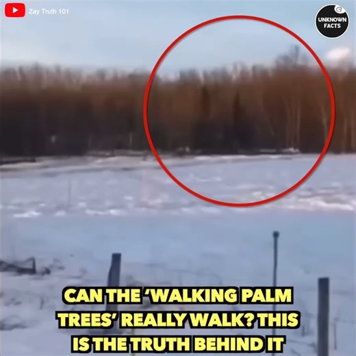 49K views · 412 reactions | Can The ‘Walking Palm Trees’ Really Walk? This Is The Truth Behind It | Beautiful World | Facebook