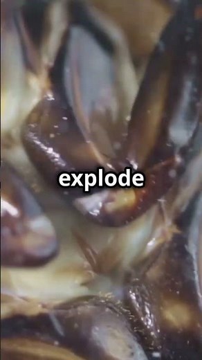 🐞 The Bombardier Beetle: A Chemical Warfare Expert in the Insect World #wildlife #wildlifeadventure