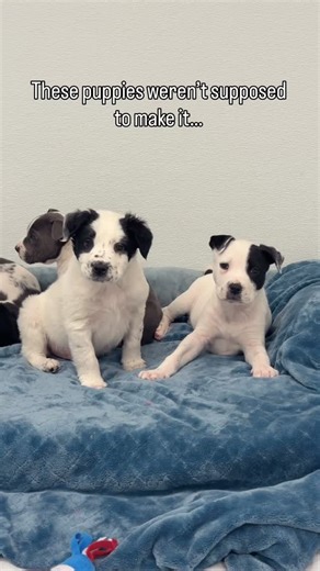 We got a message Christmas Eve- five orphan puppies found on the side of the road with the odds stacked against them. They needed help! It was an immediate yes- we are here for the most vulnerable- and now growing like crazy with the care they deserved, these sweet boys are thriving! Curious, affectionate, and exactly the kind of puppies people fall in love with. They didn’t get an easy beginning but we knew they deserved the very best forever homes. Visit www.newenglandpuppyrescue.com/adopt to 