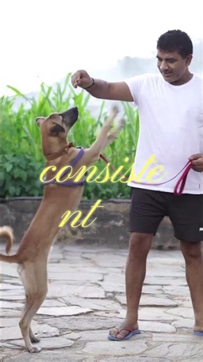 Clicker Training Basics