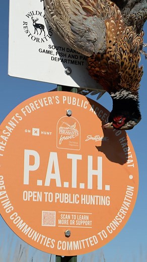 WATCH NOW! “A P.A.T.H. Forward” link below. https://pheasantsforever.org/path Expanding public access to upland wildlife habitat is one of the four strategic priorities that guide the work of Pheasants Forever. In fact, we have a goal of increasing public access to privately owned upland wildlife habitat to more than one million acres by 2026. It’s an ambitious objective – but thanks in part to last year’s launch of our Public Access to Habitat (PATH) initiative in South Dakota, we’re well on ou
