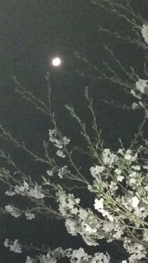 我がやどの 万葉をうたう #万葉集 #桜