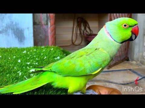 Mithu Tote Ki Awaaz | Indian Parrot Talking Natural Sounds | Bolne Wala Mithu Tota Ki Awaaz
