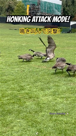 HONKING ATTACK MODE! 鳴き叫んで突撃！
