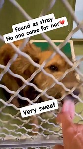 Sweet 1 yr old terrier mix Harper #A5737896 came in as a stray and no one came for her💔. She’s got the rainy day blues in her kennel, and loves attention. We’re just getting to know her but so far she’s as sweet as can be. Let’s help her out of the cold over-crowded shelter. Please SHARE, COMMENT, SPREAD THE WORD, and come meet Harper now at Castaic Animal Care Center 31044 N Charlie Canyon Road Castaic CA 91384 Tel 661-257-3191 Email: castaic@animalcare.lacounty.gov Open Mon-Sat 11-5 #adopting