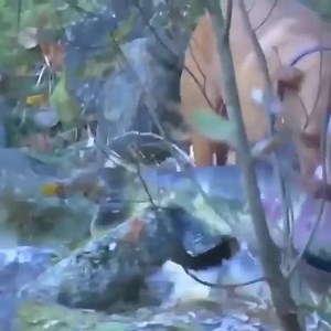 8.2M views · 10K reactions | Hunting dogs catching fish  Join our group : Animals Life. Thank you so much ❤ | Animals & Nature | Facebook