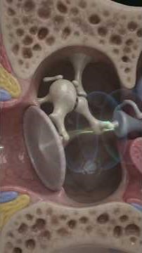 How Hearing Works | Human Ear Anatomy Explained | Journey of Sound from Ear to Brain