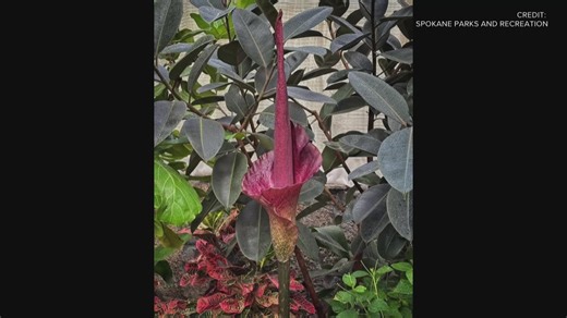 The Voodoo Lily is in full bloom at Manito Park
