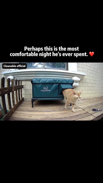 Cozy Nights for Stray Cats in Heated Shelters
