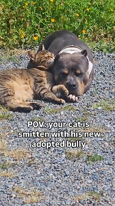 773K views · 164K reactions | Motor and Lottie sitting in a tree  李癩 #Besties #CuddleBuddies #SunBunnies #DejaVu #WeMissYouMae Follow @maisythebarnhippo for your weekly fun 癩 | Maisy the Barn Hippo | Facebook