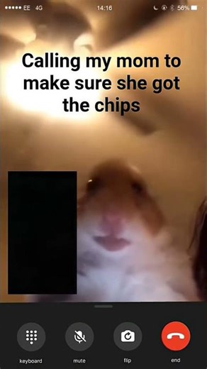 #hamster #memes hamster calling meme