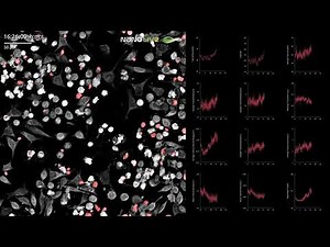 follow dynamic phenotypic changes in t cells over time