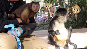 470K views · 13K reactions | MonkeyBoo meets Famous Amos the spider monkey!  Who else could hang out with these super chill primates?! 藍 | MonkeyBoo | Facebook