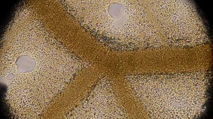 Science Friday's “The Macroscope” is a weekly documentary series that brings viewers into the labs and field stations of researchers, innovators, and explorers on the front lines of scientific research. Part short-form cinema, part science explainer, The Macroscope is an up close view of science in action. | The Macroscope