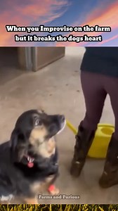 52K views · 584 reactions | When you improvise on the farm, but it breaks the dog's heart #dogs #farmdog #Farming #farmers #Training | Farms and Furious | Facebook