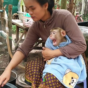 Monkey Koko feeling hurt his teeth so much | New name