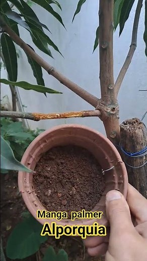 como fazer alporquia