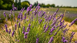 The story of France's iconic lavender fields | Journey to Paris