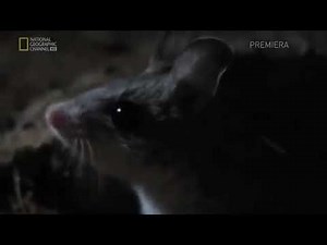 SHE'S A WOLF IN MOUSE CLOTHING meme