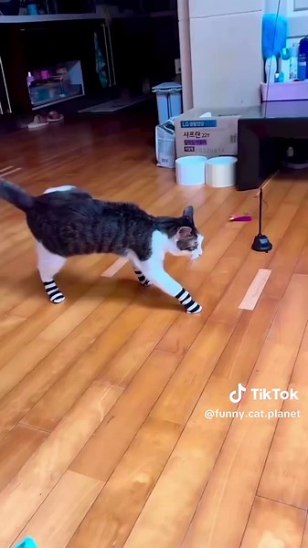 Funny cat planet (@funny.cat.planet)’s videos with original sound - Funny cat planet