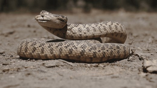 Rattlesnake vaccine for pets loses USDA license, efforts underway for renewal