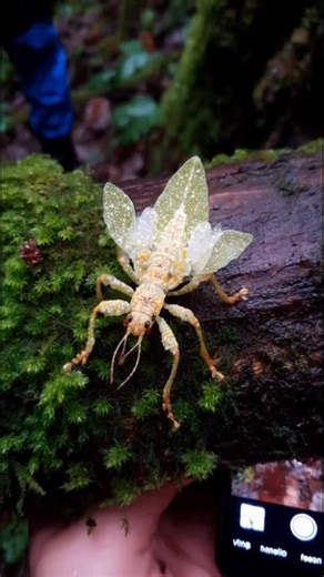 Field Notes: May 7, 2025 Location: Parque México, Colonia Hipódromo, Mexico City ⠀⠀⠀⠀⠀⠀⠀⠀⠀⠀⠀⠀⠀ Encounter Summary: On a blue street rail I observed Petalopterus urbanus, known to vendors as “Crosswalk Peony,” thumb-length, cream tessellation over amber joints, a lime-bead abdomen like stacked grapes. A speckled city bird zipped past, and I eased down beside the beetle; it locked its stance and burst a ring of white petals from the flanks, a palm-sized blink of blossom that turned the rail into a 