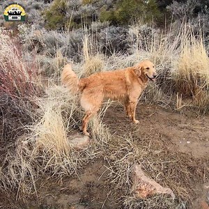 354K views · 25K reactions | Awesome hike right after I got Tony. He's still an absolute chonk in this video from around 2018  Also, watch till the end to see me fall in the river 藍 | The Asher House | Facebook