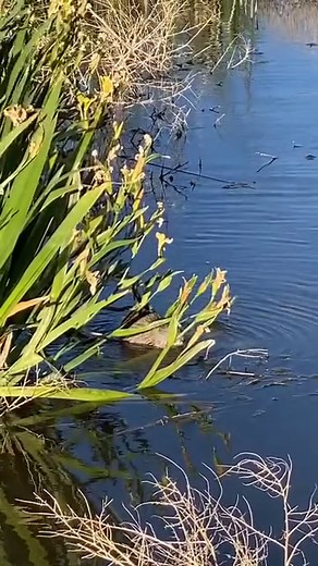 Muskrat magic at its finest! 🐭✨ Are you ready for a wetland adventure as we dive into the fascinating world of muskrats on this #WetlandWednesday post! Did you know that muskrats are expert swimmers, skilled architects, and champions of wetland ecosystems? They're one of nature's engineers, building cozy lodges with underwater entrances and and their work helps to maintain wetland balance. Muskrat lodges tend to be smaller than beaver lodges, and they're mostly made of plants like cattails and 