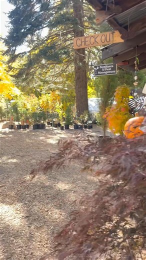 Gorgeous fall color🧡🍁🍃🍂🌿 | Spring Hill Nursery and Gardens