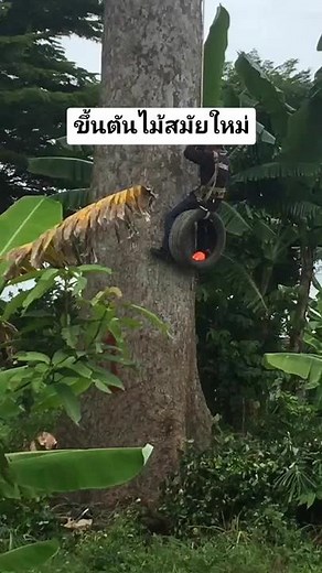 Climbing a Tall Tree Safely: Watch the Techniques