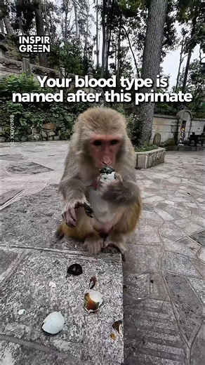 How a Monkey's Blood Saved Human Lives #shorts #bloodtype