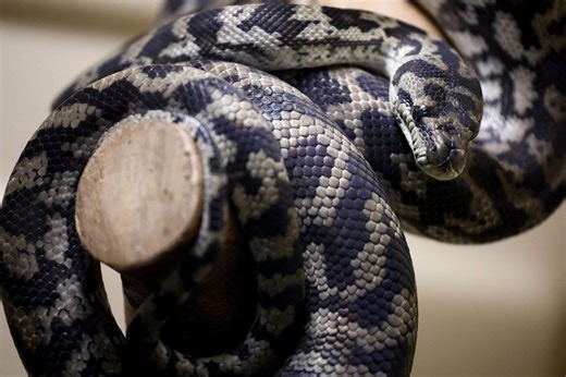 Woman wakes up to find python coiled on her chest