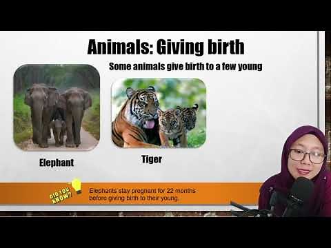 Science Year 2 |How Animals Reproduce|