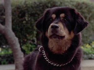 19 reactions · 29 comments | On this day in 1993, Man’s Best Friend was unleashed in theaters, blending sci-fi horror with a killer twist on the “man’s best friend” trope. Directed by John Lafia, the film stars Ally Sheedy and Lance Henriksen in a story about a genetically enhanced dog whose loyalty turns lethal. | 헛헼헺헲 헼헳 헛헼헿헿헼헿 | Facebook