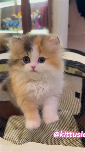 This Little Kitten Is meowingYour Name! 🐱💕 #shorts #cat #kitten #cute
