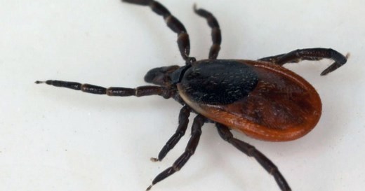 Deer ticks suspected of spreading rare disease