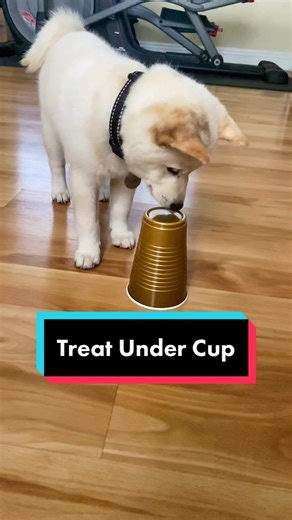 Pulled this one off the drafts. That glitch tho lol #shibainu #GEICOGiveHappy #puppy #fyp #DisneyPlusVoices