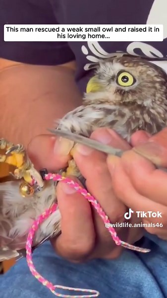 Discover the Adorable World of Baby Owls
