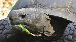 Gopher tortoises: Study to determine if diseases, dwindling habitat cause low productivity