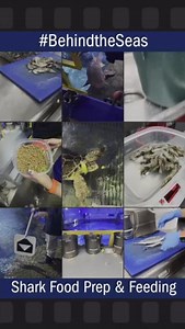 2K views · 22 reactions | Today's adventure takes us #BehindtheSeas to the kitchen, where we'll learn about the diets of our sharks, sea turtles, and small fish and watch how their food is prepared. We'll also watch the process of how each animal is fed! Which animal did you find most fascinating to watch during the feeding? Let us know in the comments! 麗 | The Living Planet Aquarium | Facebook