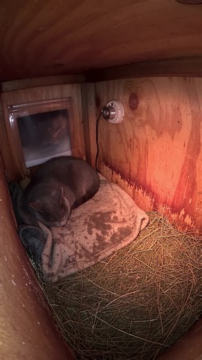 Something Tiny Crawled In From The Cold… Watch What The Big Cat Does #fyp #animals #rescue #animallovers #helping