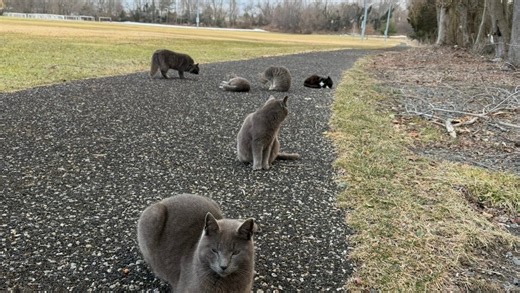 After woman's plea, Neptune works on deal to neuter, release park cats
