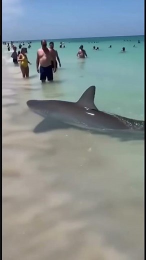 Everyone Was Laughing… Until the Mother Shark Appeared (4K Real Beach Footage)
