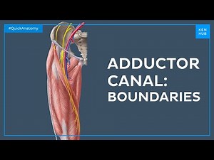 Boundaries of the adductor canal - Quick Anatomy | Kenhub