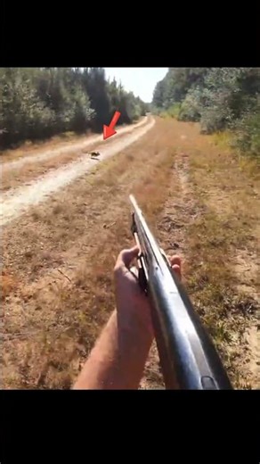 Rabbit hunting #graetshot# nice hunting rabbit🐇🐰